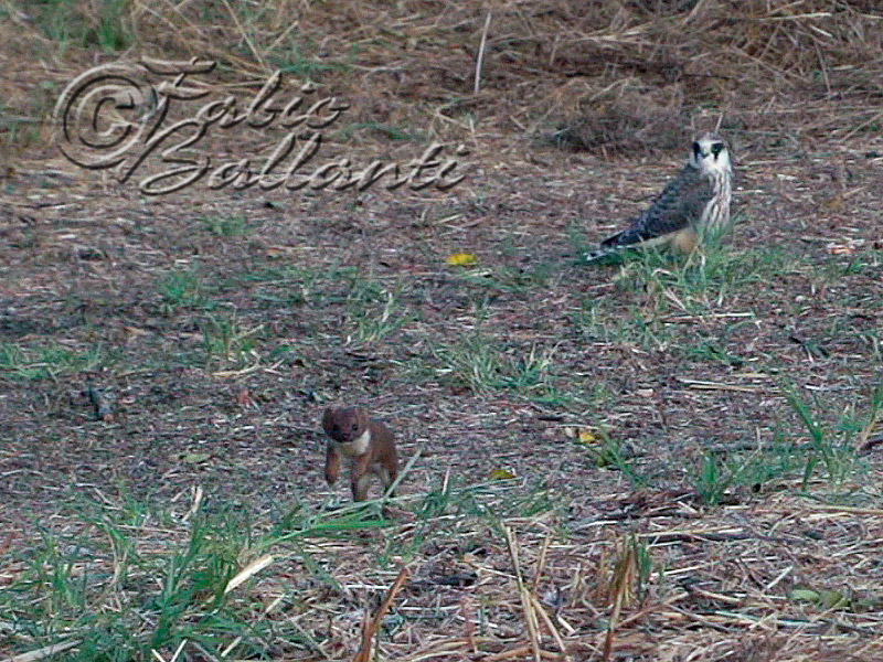 Donnola ( Mustela nivalis vulgaris )